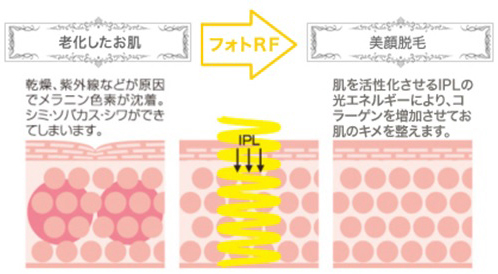 細胞レベルの素肌美