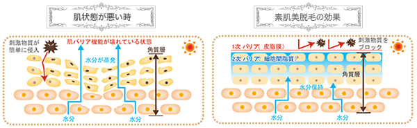 ターンオーバーとバリア機能の活性化