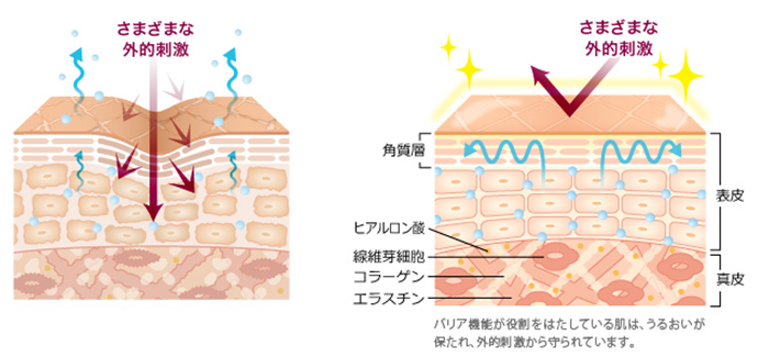 エイジングケア効果